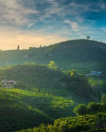 Les vignobles des collines du Prosecco au coucher du soleil à Valdobbiadene