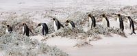 Let's continue with penguins