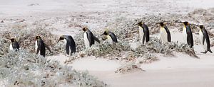 Let's continue with penguins