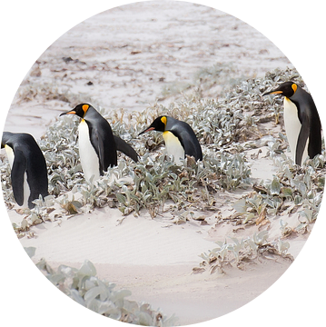 Let's continue with penguins