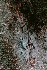 Colourful bark of a Japanese tree by Simone Neeling