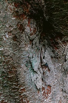 Kleurrijke boomschors van een Japanse boom van Simone Neeling