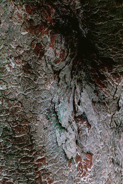 Bunte Rinde eines japanischen Baumes von Simone Neeling