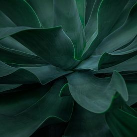 Botanical plant photography: Agave leaves in dark green by Aldona Lis