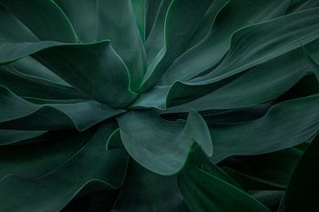 Botanical plant photography: Agave leaves in dark green