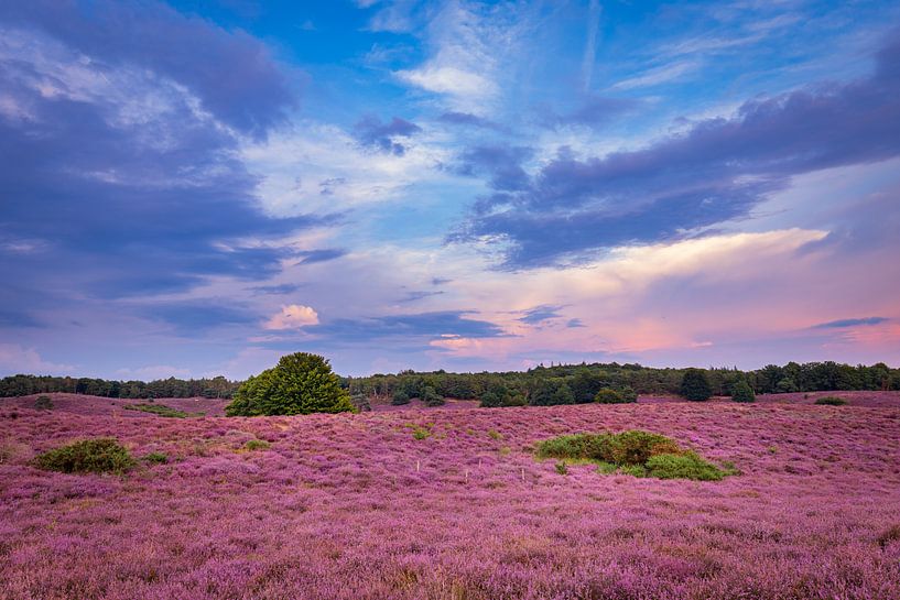 Flowering heather The Posbank by Hilda Weges