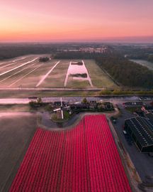Pink Morning above Tulips and Polder Land by Ewold Kooistra