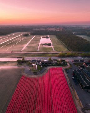 Rosa Morgen über Tulpen und Polderland von Ewold Kooistra