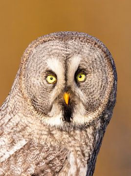 The Lapland Owl (Strix nebulosa) by Gert Hilbink