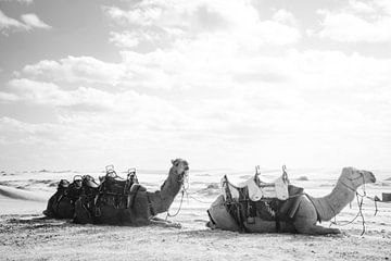 Kamelen van Walljar