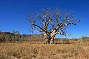 Baobab