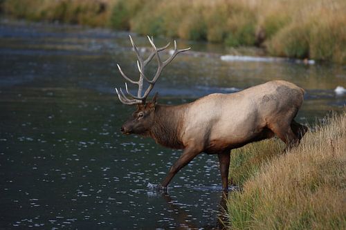 Eland (Wapiti), Cervus elephas, Yellowstone National Park, Wyoming
