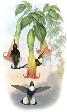 Collared Inca, John Gould van Hummingbirds
