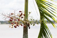 Tropische planten langs de Suriname rivier van rene marcel originals thumbnail