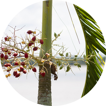 Tropische planten langs de Suriname rivier van rene marcel originals