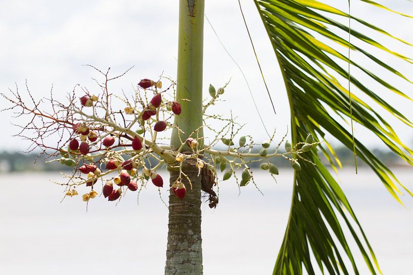 Tropische planten langs de Suriname rivier van rene marcel originals