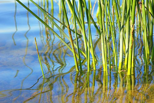 Schilfgrün im See