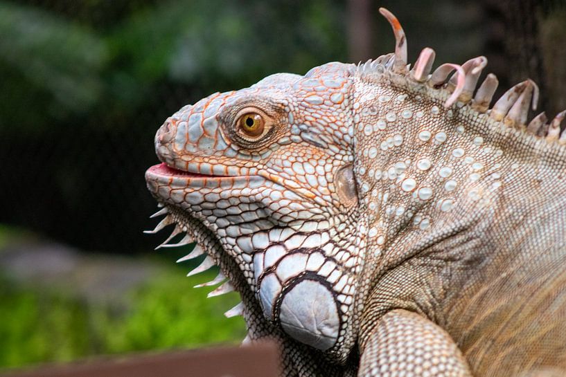 Varaan in de dierentuin van Ingrid van Sichem