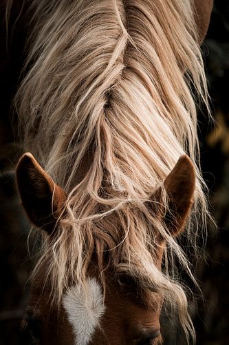 La grâce naturelle Le portrait d'un cheval