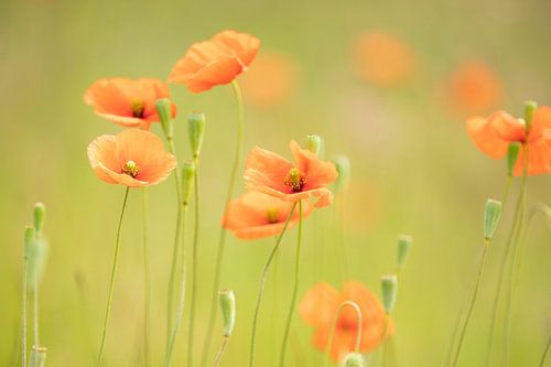 Des coquelicots dans une atmosphère douce