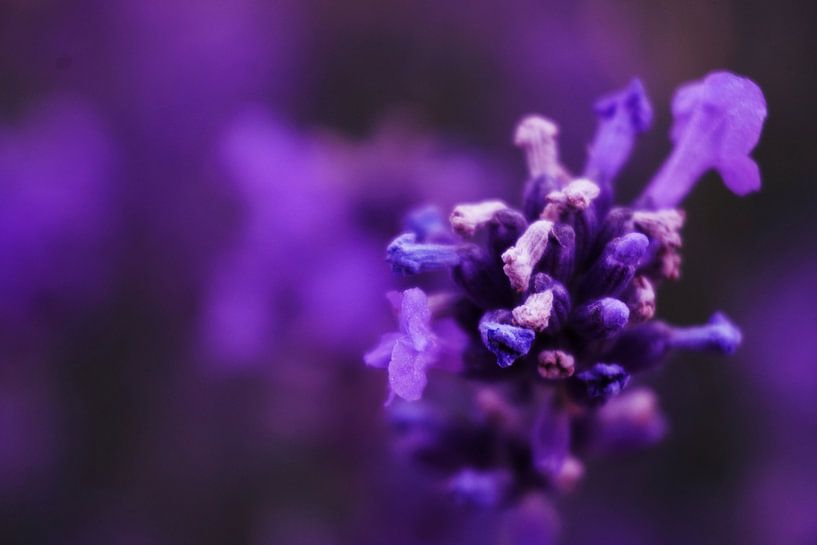 Lavendel von Toni Stauche