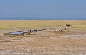 wild in Afrika/Kenia sur Mieke Verkennis