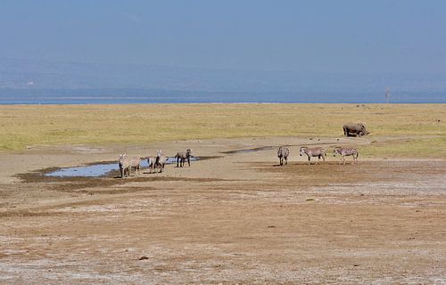 wild in Afrika/Kenia