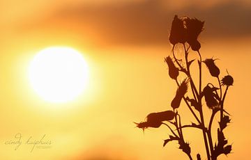 zonsondergang van cindy kuiphuis