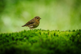 Jeune rouge-gorge sur un tapis de mousse
