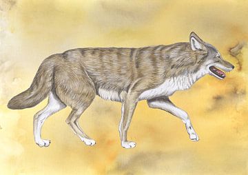 Wolf von Jasper de Ruiter