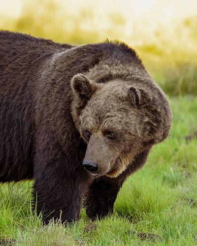 Europäischer Braunbär im finnischen Sommerlicht