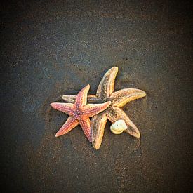 Seastar at the beach sur Toekie -Art