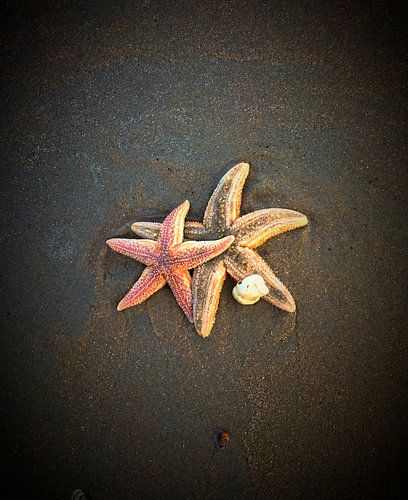 Zeesterren op het strand