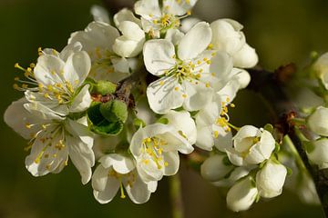 Weiße Blüte im Frühling Stillleben von Animaflora PicsStock