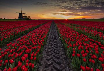 tyre tracks among the tulips by peterheinspictures