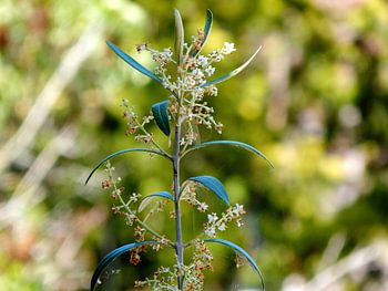 Olijfboom in de zomer