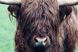 Highlander in the rain by Naturebydebb