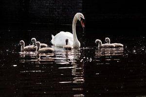 Zwaan met kuikens in duisternis. von Kevin van den Hoven