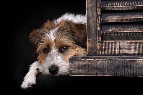 Jack Russell Sientje