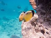 Blacktail butterflyfish van Michael Rust thumbnail