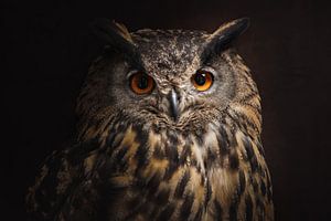 Portrait en pied du grand-duc d'Europe | birdphotography | wildlife | owl