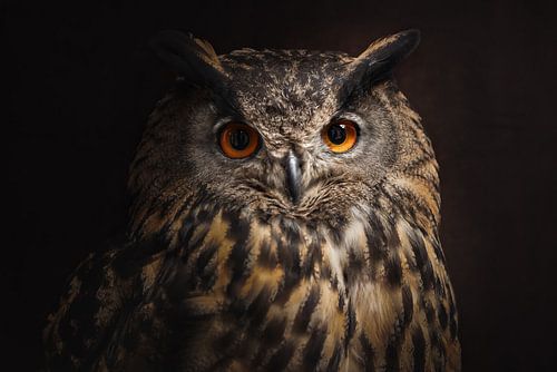 Fineart portret van de Europese Oehoe | birdphotography | wildlife | owl
