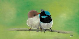 Australian Wren by ArtCatcher.nl