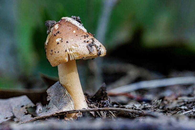 champignon par ton vogels