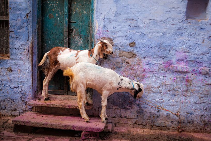 Chèvres colorées un jour après le festival Holi en Inde par Wout Kok