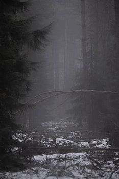Nebliger Wald mit Schnee auf dem Boden