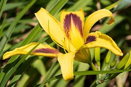 Daylily, Hemerocallis by Alexander Ludwig