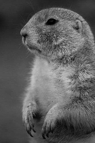 Prairiedog in black and white