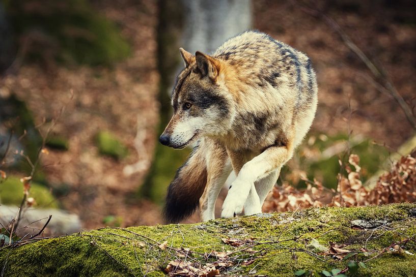 Wolf op een rots van Tobias Luxberg