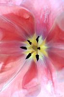Tulp